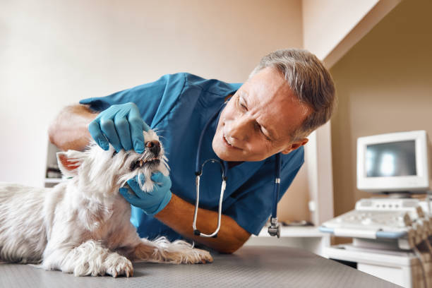 Best Weekend Emergency Dental Services in Litchfield Beach, SC